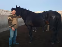 公马, Kushum Horse — 照片 1