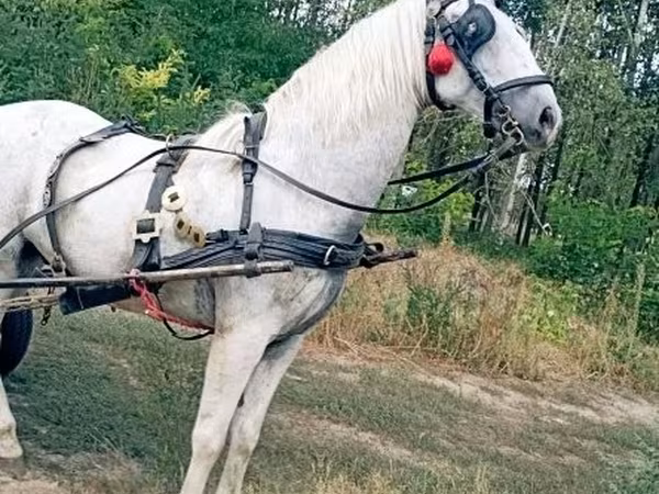 Cheval, Chevaux