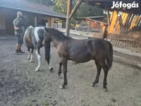 Horse (M), Welsh Cob — photo 5