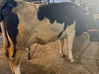 Vaca, Raza Holstein — foto 4