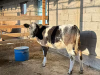 Cow, Belgian Blue — photo 3