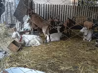 बकरी, Saanen goat — फ़ोटो 3
