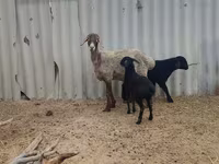 Schaf, Arashan sheep — Foto 1