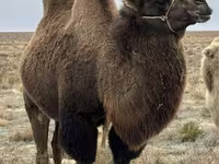 ラクダ（ロット、性別未指定）, Kazakh Bactrian camel — 写真 2