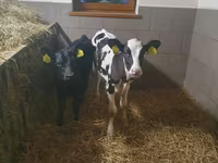 Vaca, Bovinos — foto 2