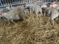 Ovce, Charollais sheep — foto 2