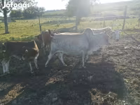 Bulle, Zebu — Foto 3
