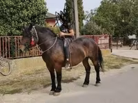 घोड़ी, Hungarian horse breed — फ़ोटो 7