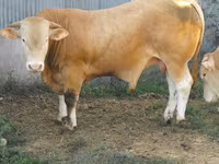 公牛, Blonde d’Aquitane cattle — 照片 5