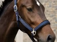 Kůň, Karachay horse — foto 2
