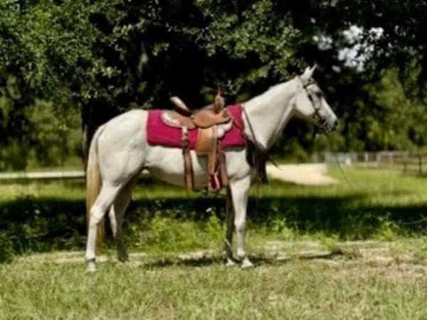 母马, Quarter Horse