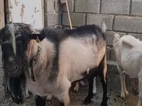 公山羊, Alpine goat — 照片 2