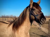 Cheval, Rocky Mountain Horse — photo 8