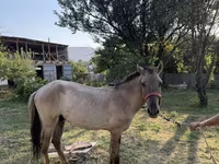 Horse (M), Tiger horse — photo 5