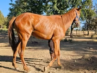 Yegua, Arabian horse — foto 1