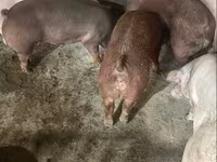 मादा सूअर, Дюрок — फ़ोटो 3