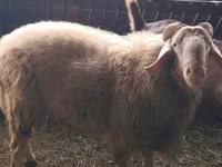 كبش, Assaf sheep — الصورة 1
