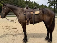 Cheval, Chevaux — photo 4