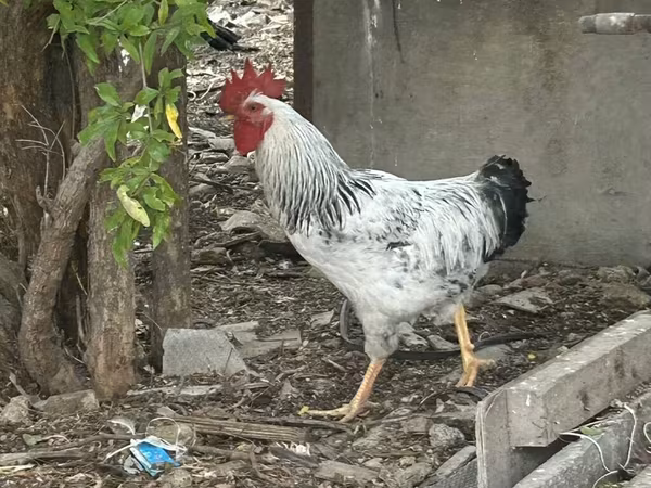 Adler Silver
