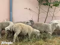 Widder, Ile-de-France sheep — Foto 2