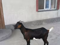 母山羊, Nubian Goat — 照片 5