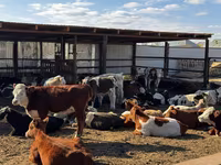 Taureau, Simmental cattle — photo 3