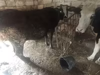 Vaca, Bovinos — foto 2