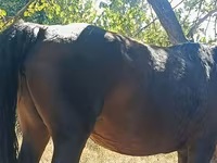 母马, Kyrgyz Horse — 照片 2