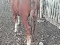 Cheval, Russian Heavy Draft — photo 3