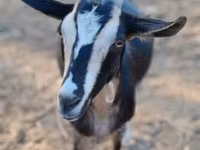 Dişi keçi, Toggenburg goat — foto 2