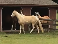 Hengst, Racking Horse — Foto 2