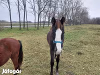 Horse (M), Hungarian horse breed — photo 5