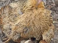 Chickens — Foto 8