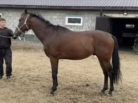 Hengst, Thoroughbred horse — Foto 2