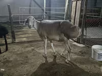 Brebis, Afghan Arabi sheep — photo 2