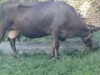 母牛, Swiss cattle — 照片 2