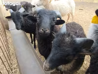 Widder, Ouessant sheep — Foto 1
