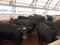 Bovins (lot, sexe non indiqué), Aberdeen-Angus — photo 1