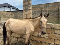 马匹（批次，未指定性别）, Horses — 照片 6