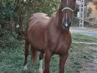 Koń, Kisber felver — zdjęcie 1