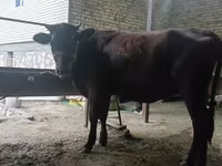 Krava, Kalmycké plemeno — foto 4
