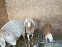 Qoyun, Arashan sheep — foto 2