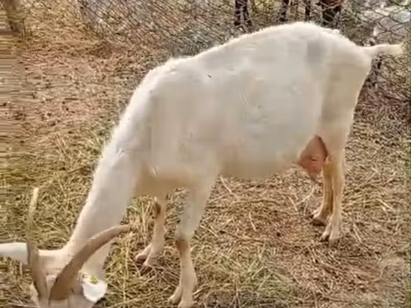 Chèvre, Saanen goat