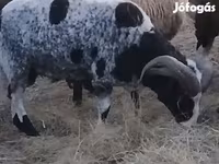 Carnero, Jacob's sheep — foto 1
