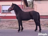Hengst, Friesian — Foto 5