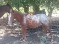 Cheval, Tarpan (Died out) — photo 2