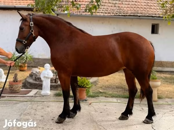 Chevaux (lot, sexe non indiqué), Chevaux