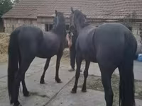 Ат, Фриз породу — сүрөт 3
