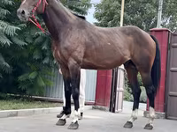 Hengst, Thoroughbred horse — Foto 4