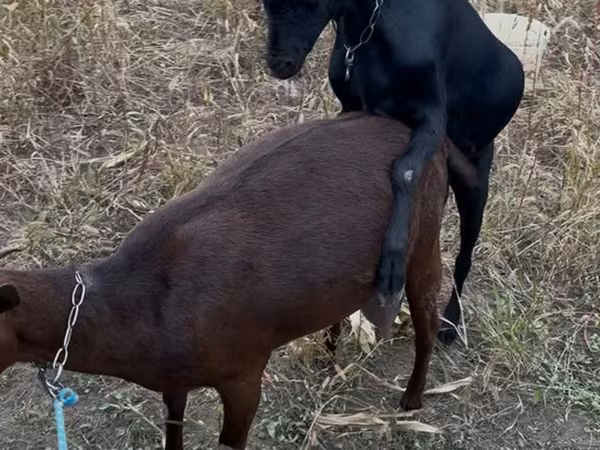 बकरा, Murcia-Granada goats